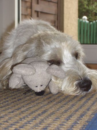 Petit Basset Griffon Vendéen Mein Kuscheltier...