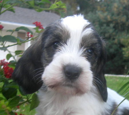 Petit Basset Griffon Vendéen My new puppy from USA