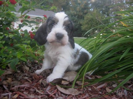 Petit Basset Griffon Vendéen Ethan little male from USA