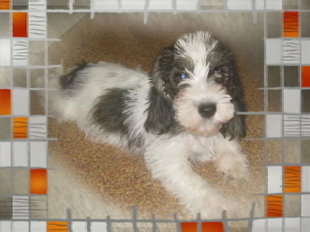 Petit Basset Griffon Vendéen Hunde Foto 40468 in höherer Auflösung ansehen Petit Basset Griffon Vendéen My puppy from USA