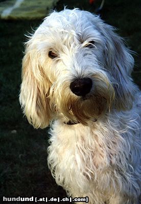 Petit Basset Griffon Vendéen Hunde Foto 14813 in höherer Auflösung ansehen Petit Basset Griffon Vendéen