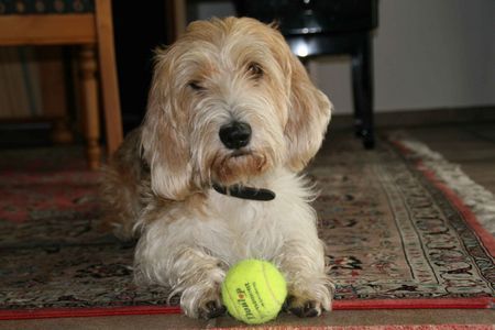 Petit Basset Griffon Vendéen Wer spielt mit mir?