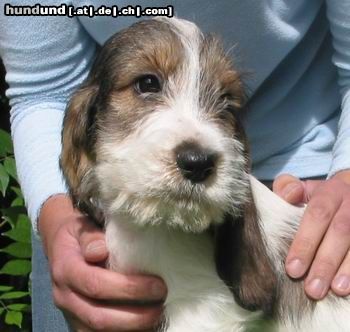 Petit Basset Griffon Vendéen Hunde Foto 25872 Petit Basset Griffon Vendéen Bei einem befreundeten Züchter in Frankreich sind momentan noch 2 Rüden und 1 Hündin, geb. 8. August 2005, abzugeben.