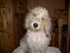 Petit Basset Griffon Vendéen Foto: puh ist der Fön windig !!! (ID 25952) Petit Basset Griffon Vendéen Hund