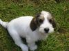 Petit Basset Griffon Vendéen Foto: Wer kann da widerstehen? Bonnie mit 11 Wochen (ID 6010) Petit Basset Griffon Vendéen Hund
