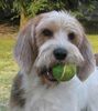 Petit Basset Griffon Vendéen Foto: Mein Bällchen! (ID 4156) Petit Basset Griffon Vendéen Hund