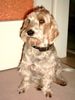 Petit Basset Griffon Vendéen Foto: das ist unser aller liebster Obelix (ID 11468) Petit Basset Griffon Vendéen Hund