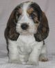 Petit Basset Griffon Vendéen Foto: Aimée, 5 Wochen (ID 9151) Petit Basset Griffon Vendéen Hund
