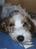 Petit Basset Griffon Vendéen Foto: RUFFO im schlaff (ID 16473) Petit Basset Griffon Vendéen Hund