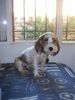 Petit Basset Griffon Vendéen Foto: RUFFO im bett (ID 16472) Petit Basset Griffon Vendéen Hund