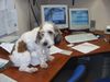 Petit Basset Griffon Vendéen Foto: RUFFO im mein büro (ID 16474) Petit Basset Griffon Vendéen Hund