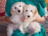 Petit Basset Griffon Vendéen Foto: Gina & Lilly (ca. 3 Monate) (ID 13857) Petit Basset Griffon Vendéen Hund