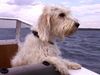 Petit Basset Griffon Vendéen Foto: So ein schöner Bottsausflug... (ID 25165) Petit Basset Griffon Vendéen Hund