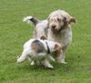Petit Basset Griffon Vendéen Foto: Dogdancing (ID 3721) Petit Basset Griffon Vendéen Hund