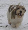 Petit Basset Griffon Vendéen Hund