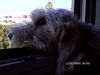 Petit Basset Griffon Vendéen Foto: So ein schöner Bottsausflug... (ID 25167) Petit Basset Griffon Vendéen Hund