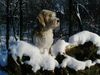 Petit Basset Griffon Vendéen Hund