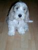 Petit Basset Griffon Vendéen Foto: Jenny (ID 14208) Petit Basset Griffon Vendéen Hund