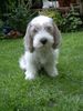 Petit Basset Griffon Vendéen Foto: Bin ich nicht süß? (ID 14277) Petit Basset Griffon Vendéen Hund