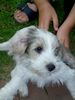 Petit Basset Griffon Vendéen Foto: da bin ich aber platt... (ID 15024) Petit Basset Griffon Vendéen Hund
