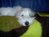 Petit Basset Griffon Vendéen Foto: Frisch gebadet, satt so geht´s mir gut ! (ID 18793) Petit Basset Griffon Vendéen Hund