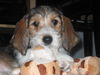 Petit Basset Griffon Vendéen Foto: Bruno 11 Wochen (ID 29276) Petit Basset Griffon Vendéen Hund