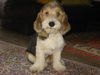 Petit Basset Griffon Vendéen Foto: 4 Monate (ID 30200) Petit Basset Griffon Vendéen Hund