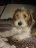 Petit Basset Griffon Vendéen Foto: Bruno, 4 Monate (ID 30244) Petit Basset Griffon Vendéen Hund