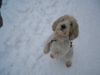 Petit Basset Griffon Vendéen Hund