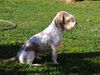 Petit Basset Griffon Vendéen Hund