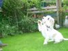 Petit Basset Griffon Vendéen Foto: Schäm dich (ID 21694) Petit Basset Griffon Vendéen Hund