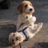 Petit Basset Griffon Vendéen Foto: 1 : 0 für Lotte !! (ID 4362) Petit Basset Griffon Vendéen Hund