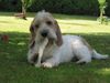 Petit Basset Griffon Vendéen Foto: Das schmeckt!! (ID 4185) Petit Basset Griffon Vendéen Hund