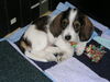 Petit Basset Griffon Vendéen Hund