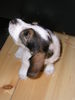 Petit Basset Griffon Vendéen Hund