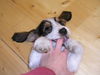 Petit Basset Griffon Vendéen Hund