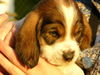 Petit Basset Griffon Vendéen Hund