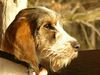 Petit Basset Griffon Vendéen Hund