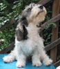 Petit Basset Griffon Vendéen Foto: Darf ich jetzt wieder aufstehen? (ID 4532) Petit Basset Griffon Vendéen Hund