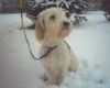 Petit Basset Griffon Vendéen Foto: ... Schnee ist toll ... (ID 18061) Petit Basset Griffon Vendéen Hund