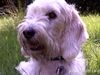 Petit Basset Griffon Vendéen Foto: So ein schöner Bottsausflug... (ID 25166) Petit Basset Griffon Vendéen Hund