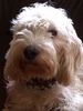 Petit Basset Griffon Vendéen Hund