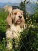 Petit Basset Griffon Vendéen Foto: So sieht mich keiner, oder? (ID 4023) Petit Basset Griffon Vendéen Hund