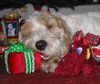 Petit Basset Griffon Vendéen Foto: Brave Hunde bekommen viele Geschenke... (ID 7752) Petit Basset Griffon Vendéen Hund