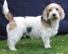 Petit Basset Griffon Vendéen Foto: Rudi - kleiner Strolch aus Bayern! (ID 3679) Petit Basset Griffon Vendéen Hund