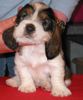 Petit Basset Griffon Vendéen Foto: PBGV-Welpe im Alter von 4 Wochen (ID 18075) Petit Basset Griffon Vendéen Hund