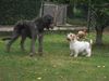 Petit Basset Griffon Vendéen Foto: Du bist aber eine große Dame! (ID 4992) Petit Basset Griffon Vendéen Hund