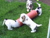 Petit Basset Griffon Vendéen Hund