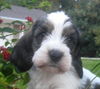Petit Basset Griffon Vendéen Foto: My new puppy from USA (ID 40470) Petit Basset Griffon Vendéen Hund