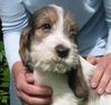 Petit Basset Griffon Vendéen Foto: Bei einem befreundeten Züchter in Frankreich sind momentan noch 2 Rüden und 1 Hündin, geb. 8. August 2005, abzugeben. (ID 25872) Petit Basset Griffon Vendéen Hund